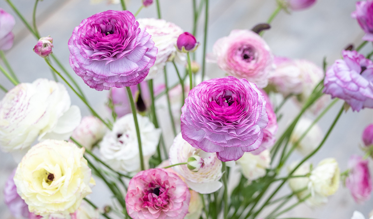 Ranunculus