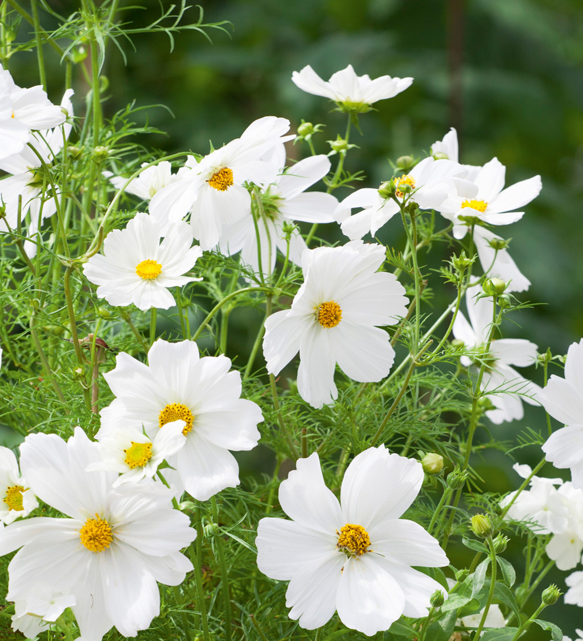 Cosmos 'Dwarf Sensation White