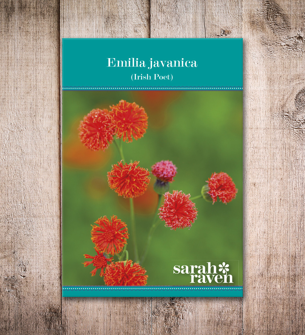 Emilia javanica Sarah Raven