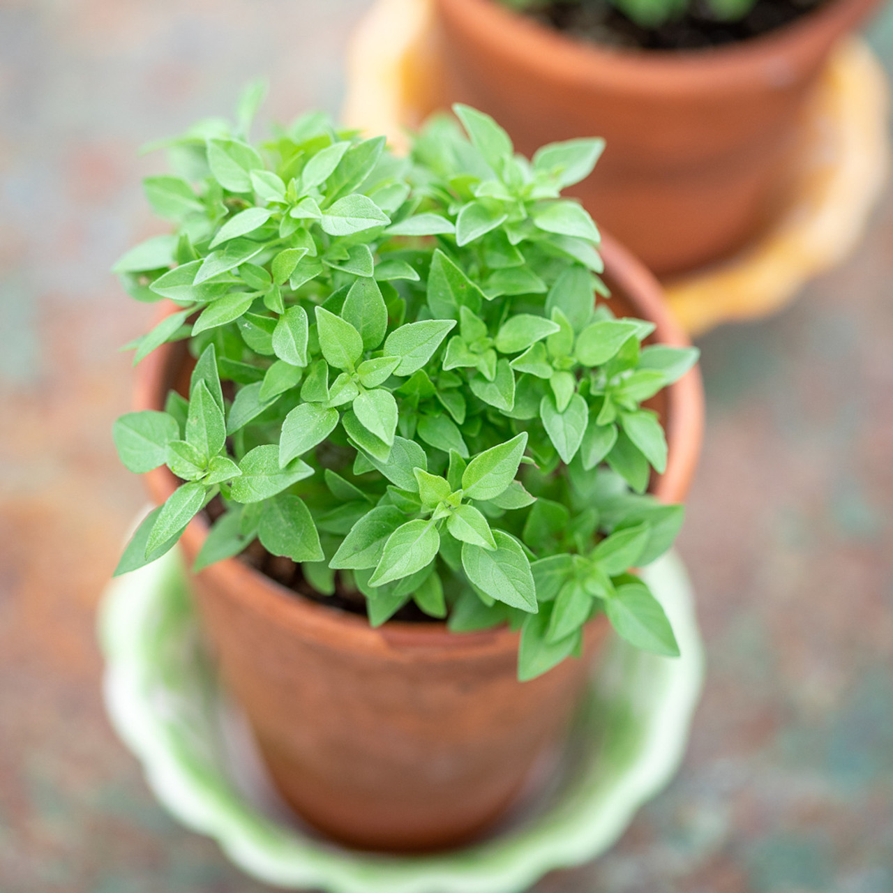 Buy Basil Greek Greek Basil Sarah Raven