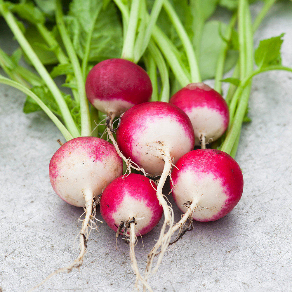 radish