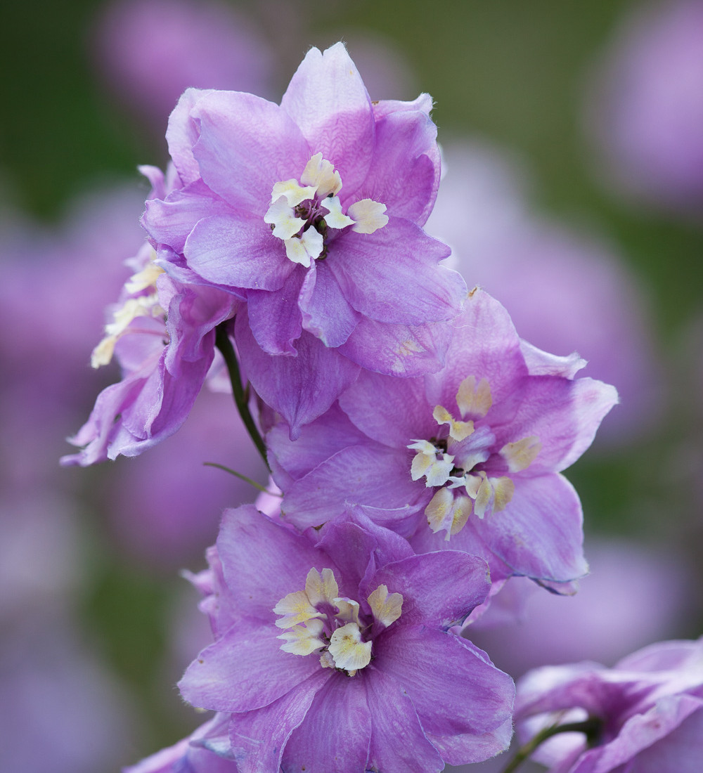 Buy Sarah Raven Delphinium Mix Sarah Raven