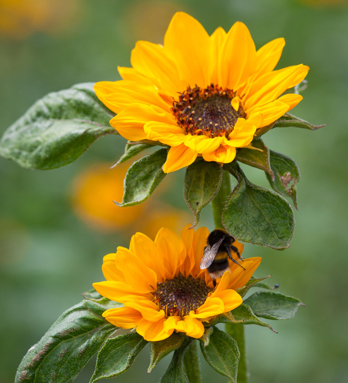 Buy Helianthus annuus 'Sonja' | Sunflowers | Sarah Raven