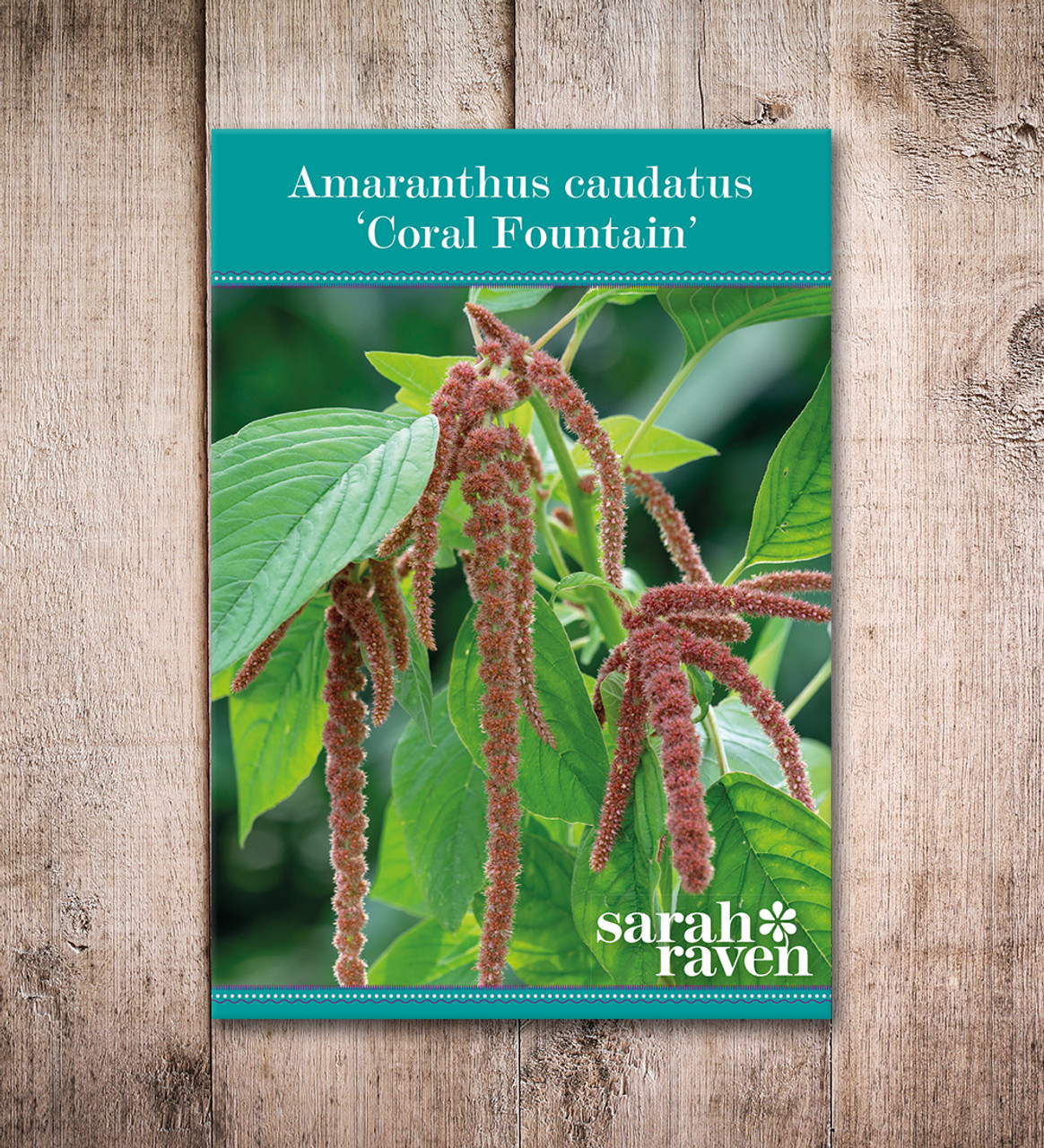 100+ Amaranth Coral Fountain Seeds