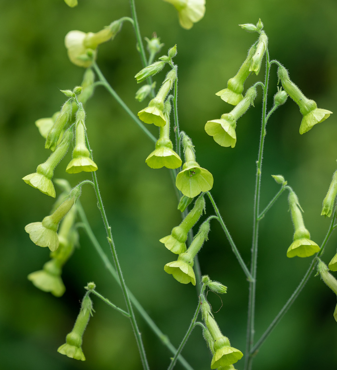 nicotiana langsdorffii