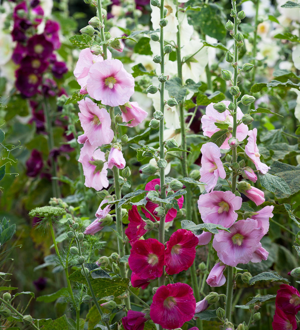 Alcea rosea 'Powderpuff Mixed' Hollyhock from Hoffie Nursery