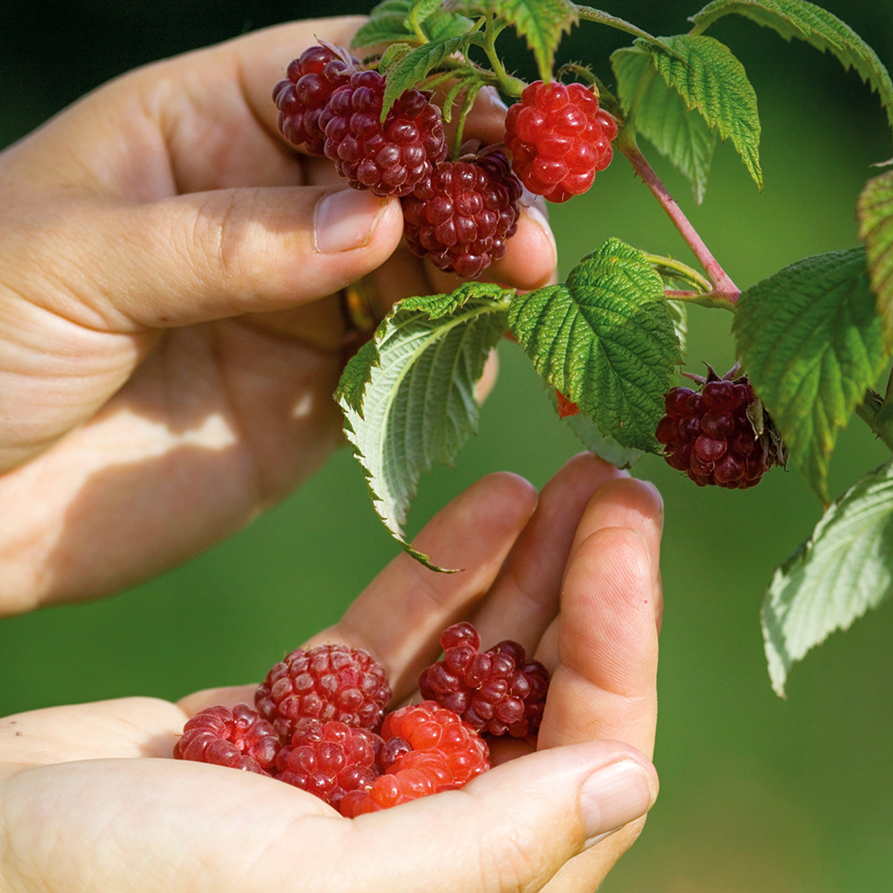 raspberries growing