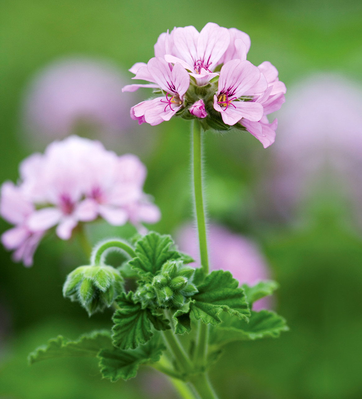 Attar of Roses пеларгония