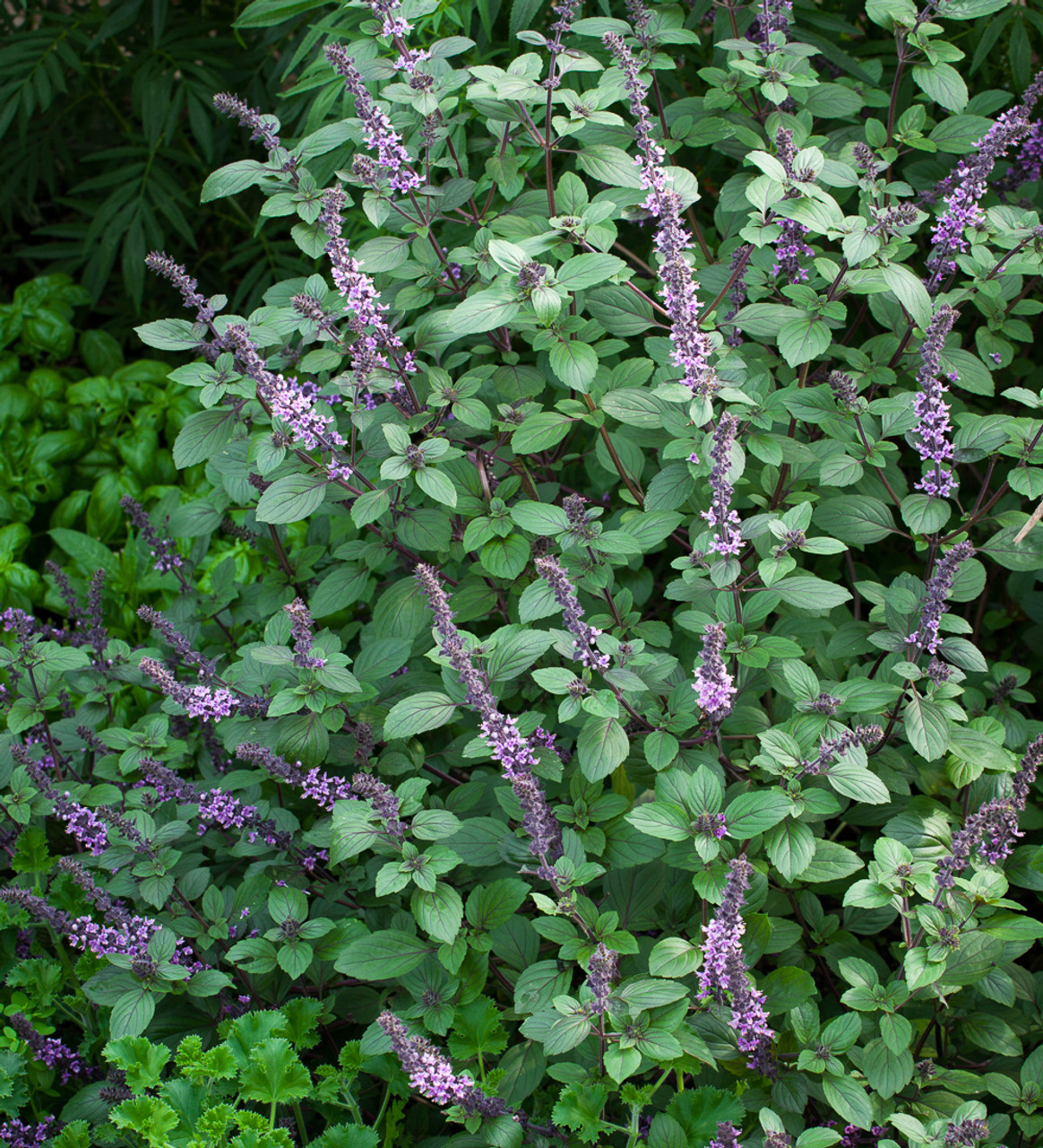 Buy Ocimum x Dark Opal African Blue Basil Sarah Raven