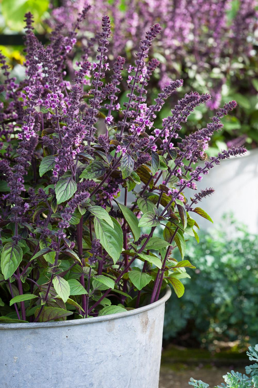 Buy Ocimum x Dark Opal African Blue Basil Sarah Raven