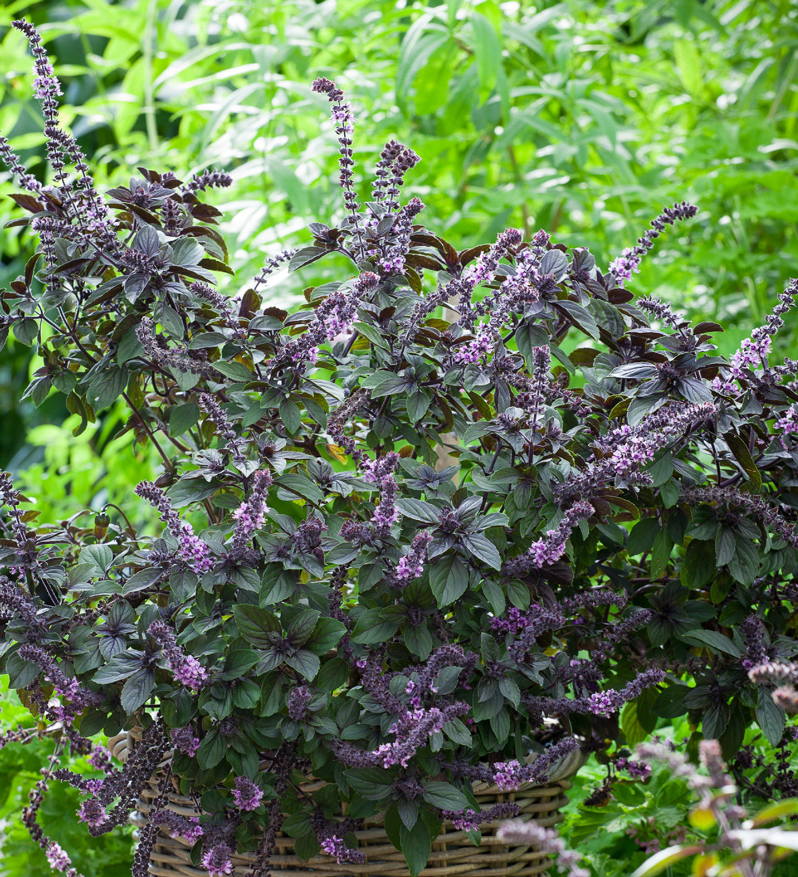 Buy Ocimum x Dark Opal African Blue Basil Sarah Raven