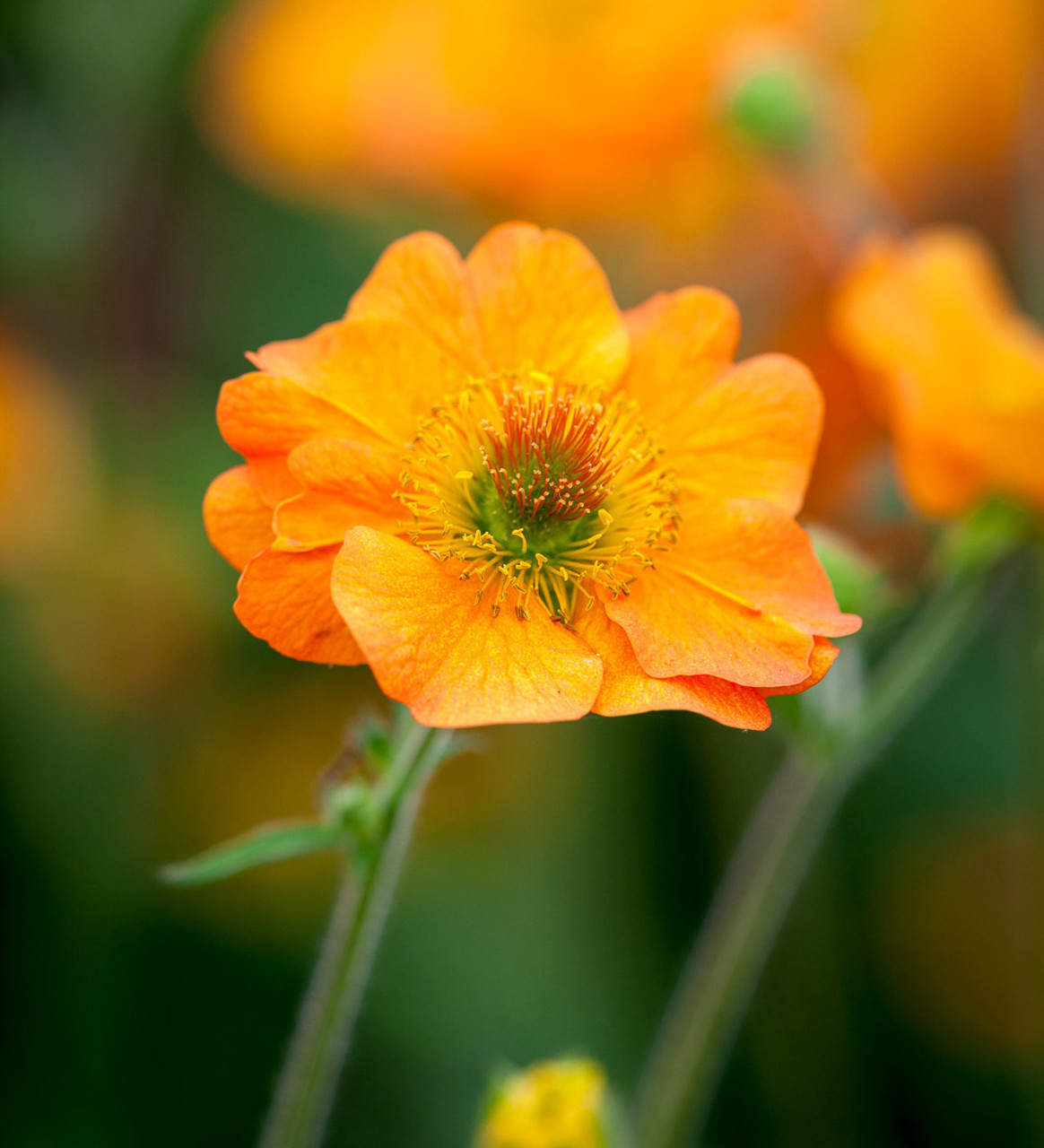 buy geum totally tangerine