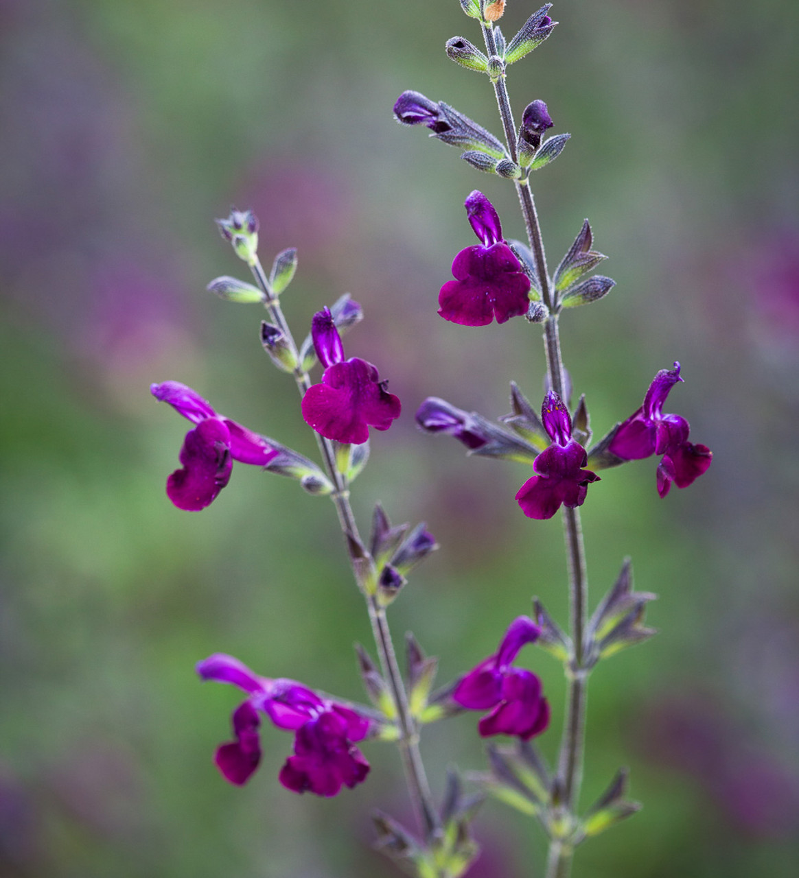 Salvia 'Nachtvlinder