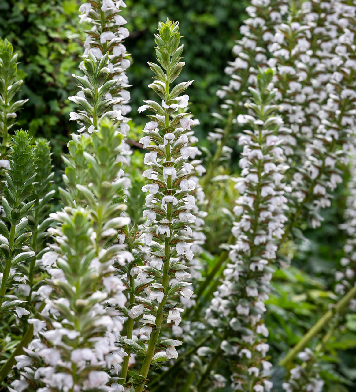 Buy Acanthus Mollis 'Rue Ledan' | Bear's Breech | Sarah Raven