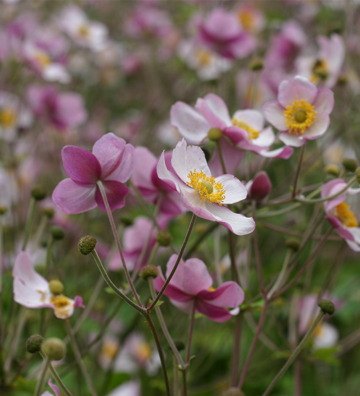 Buy Autumn Anemone Collection | Windflowers | Sarah Raven