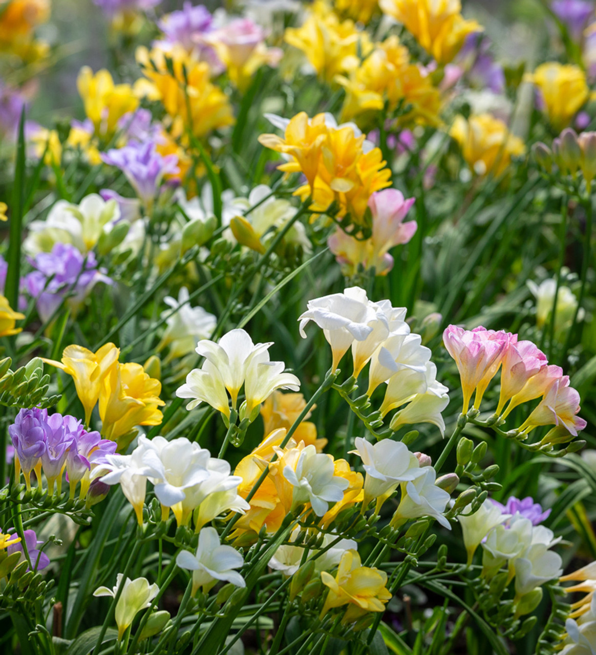 Image of Zinnia companion plant for freesia