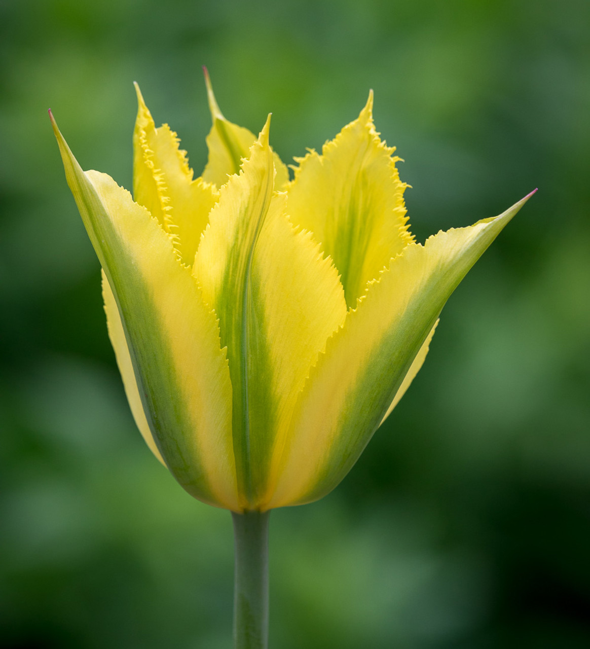 Bumper Border Bulb Collection | Sarah Raven