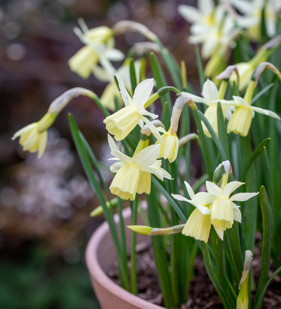 Buy Narcissus 'Lemon Drops' Bulbs, Triandrus Daffodils