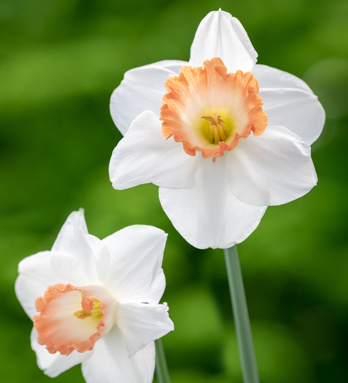 Daffodil Pink Charm, Buy Online at DutchGrown™