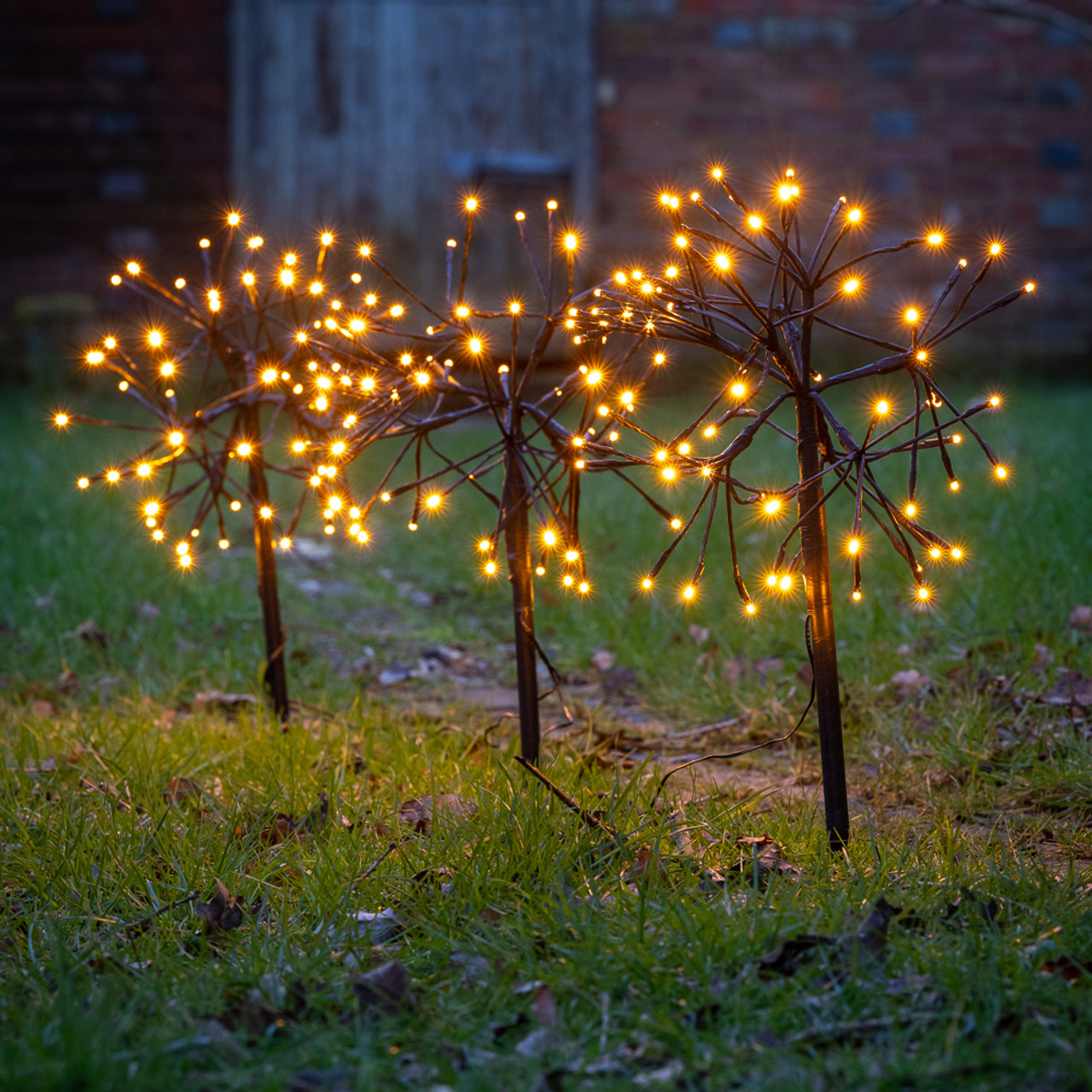 Allium fairy clearance lights