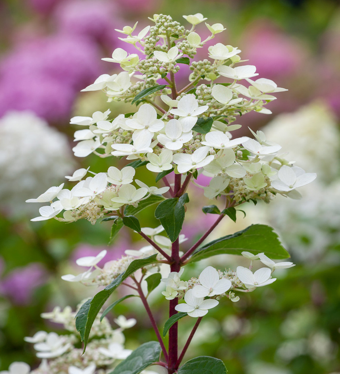 Buy Paniculata 'Wim's Red' Plants Raven