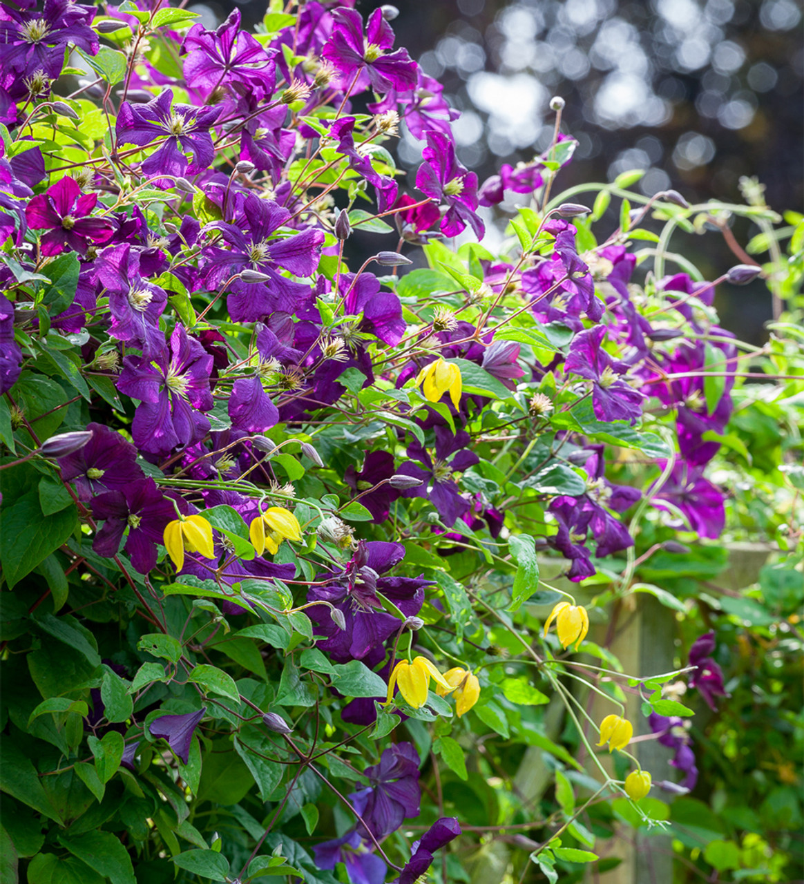 Buy Clematis Viticella 'Etoile Violette' Plants | Sarah Raven