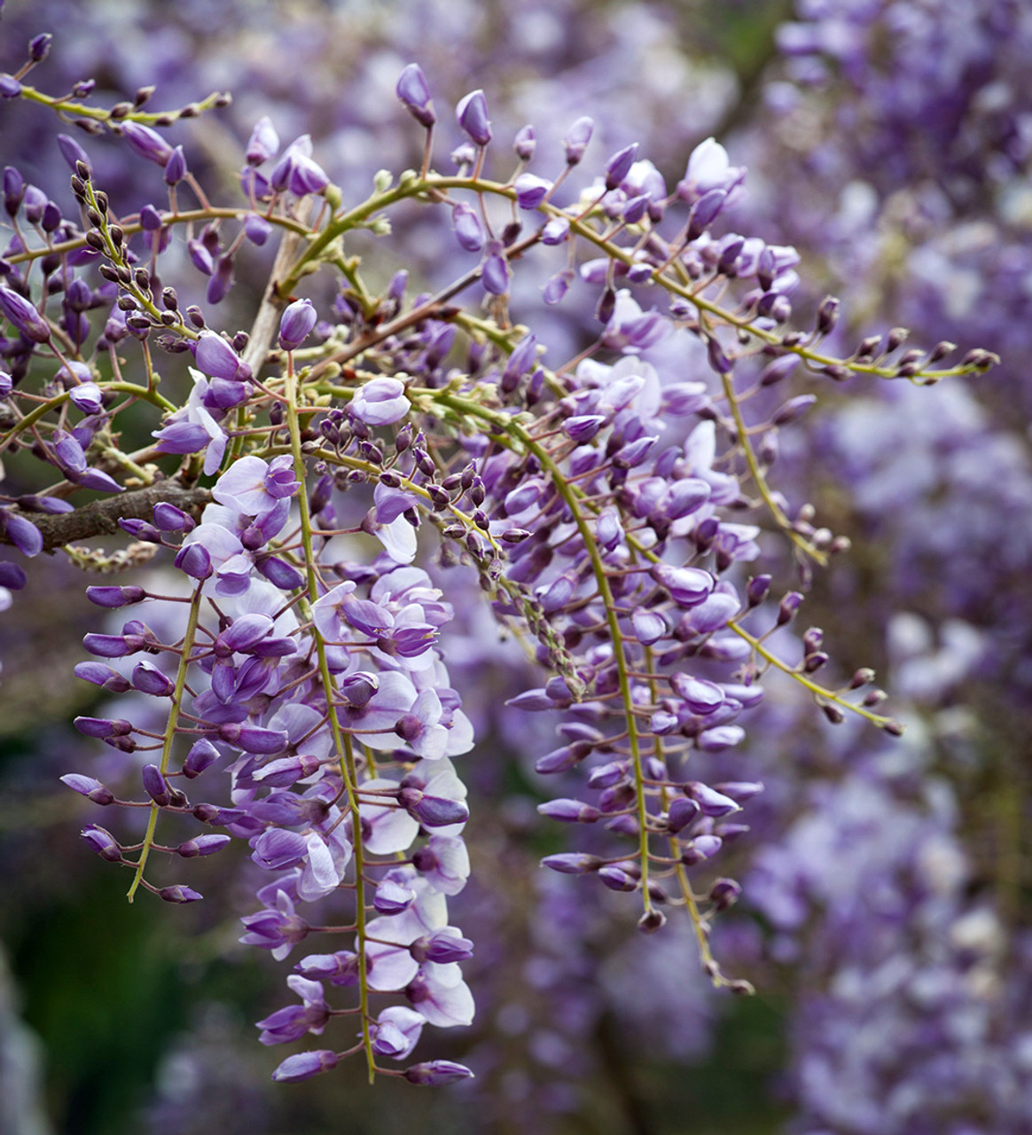 Wisteria Purple Root Stock (1-set)