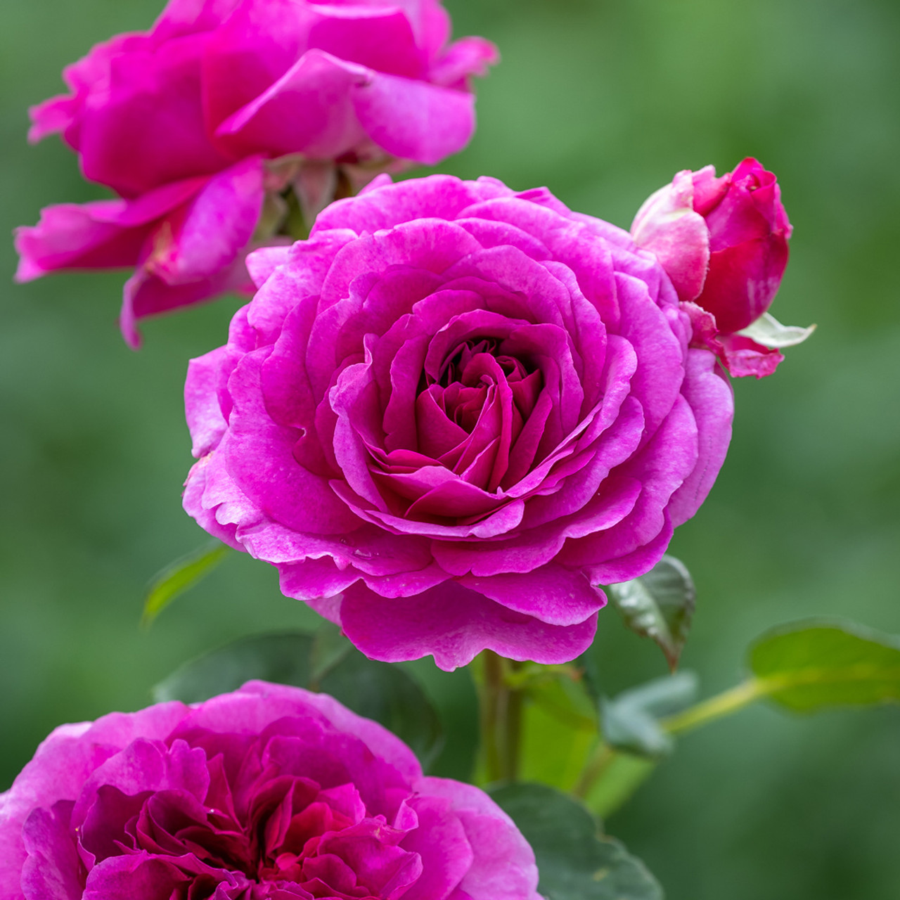 Buy Rosa 'Timeless Purple' | Hybrid Tea Rose | Sarah Raven