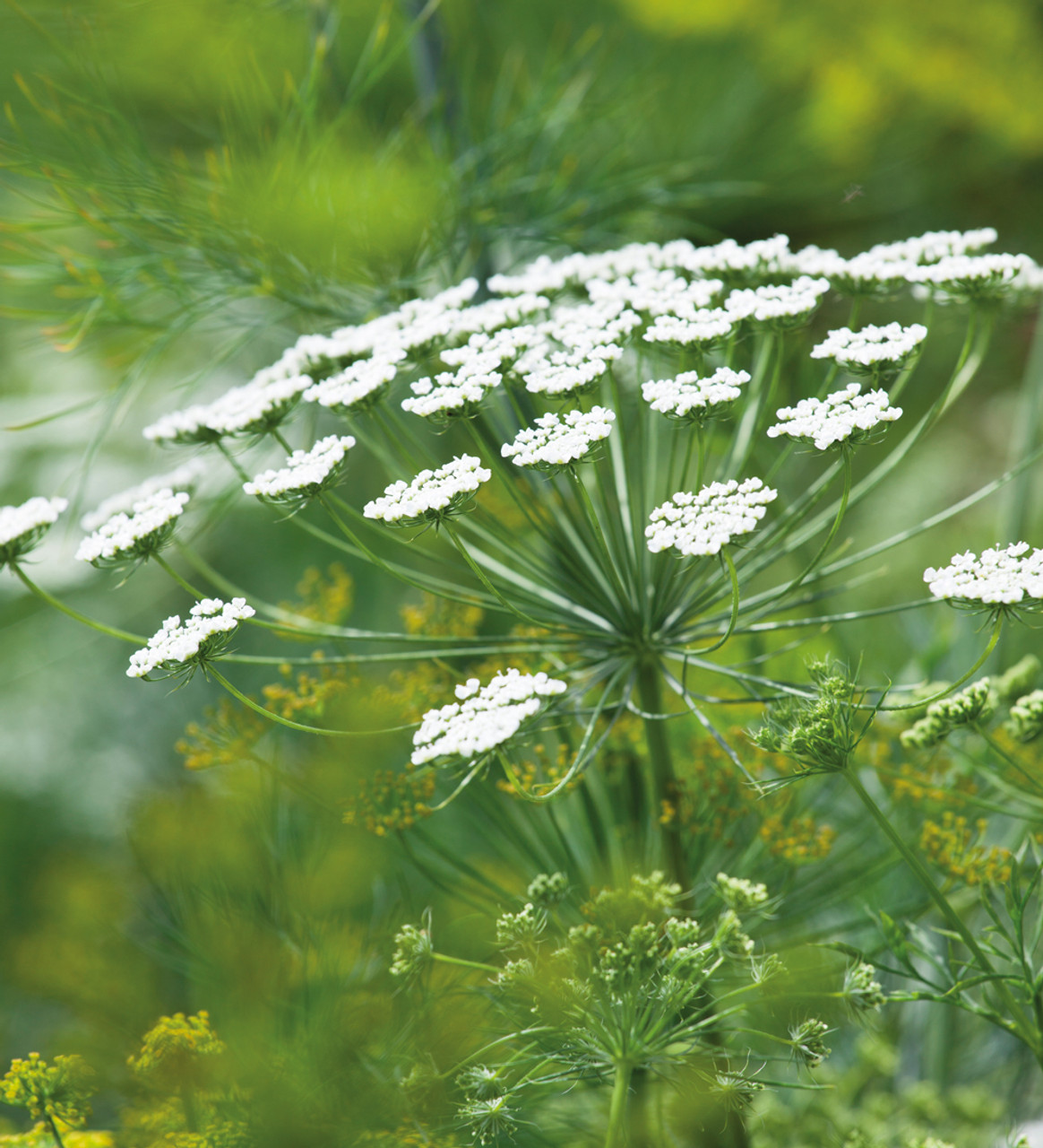 Bishop's Flower, Ammi majus