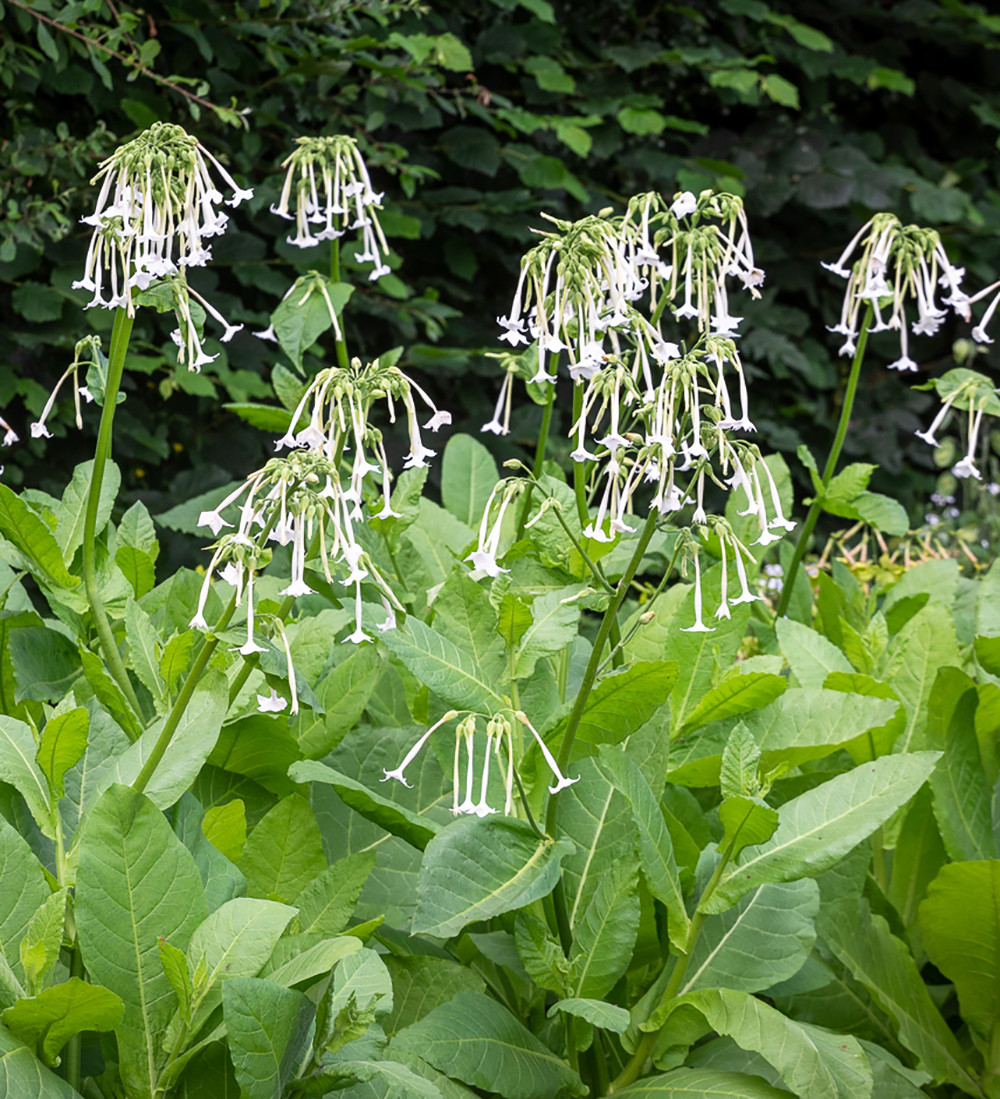 Image of Nicotiana plant