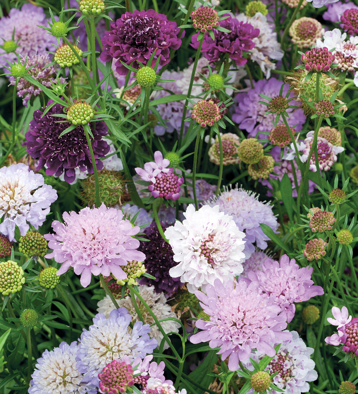 Buy Scabiosa Atropurpurea Tall Double Mix Pincushion Flower Sarah