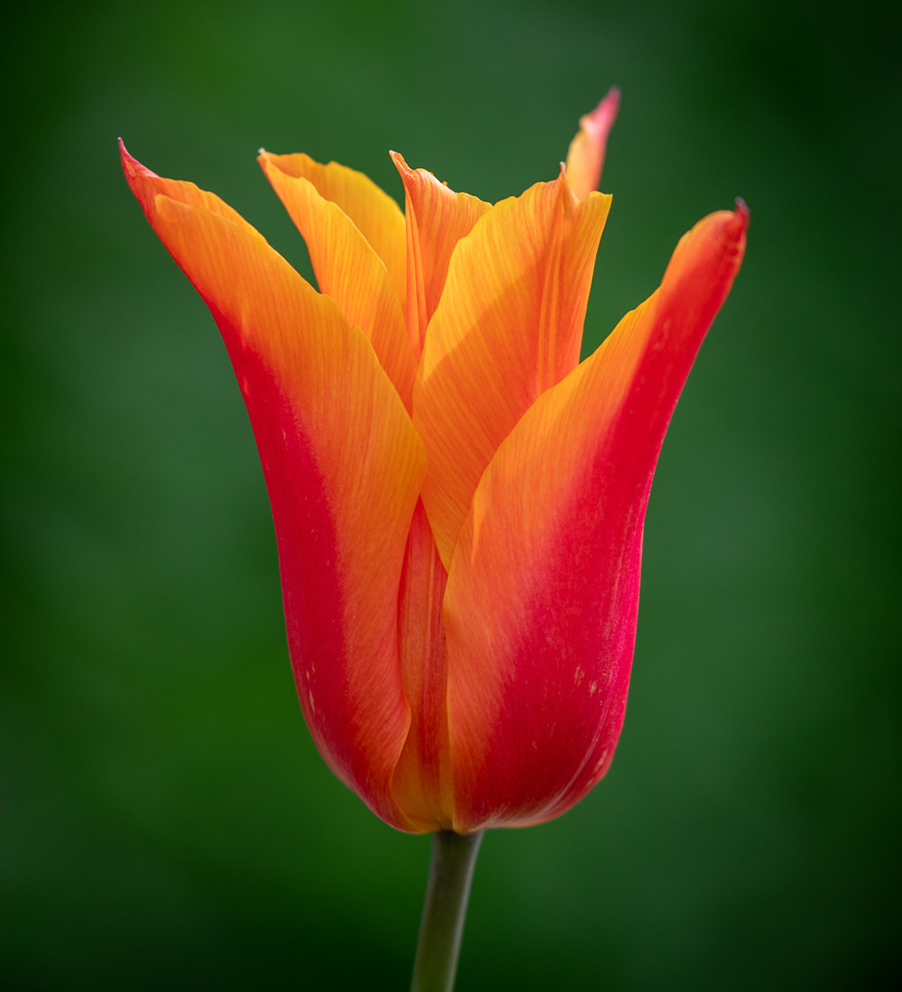 Buy Tulip ' Ballerina' Bulbs Orange Tulips Sarah Raven