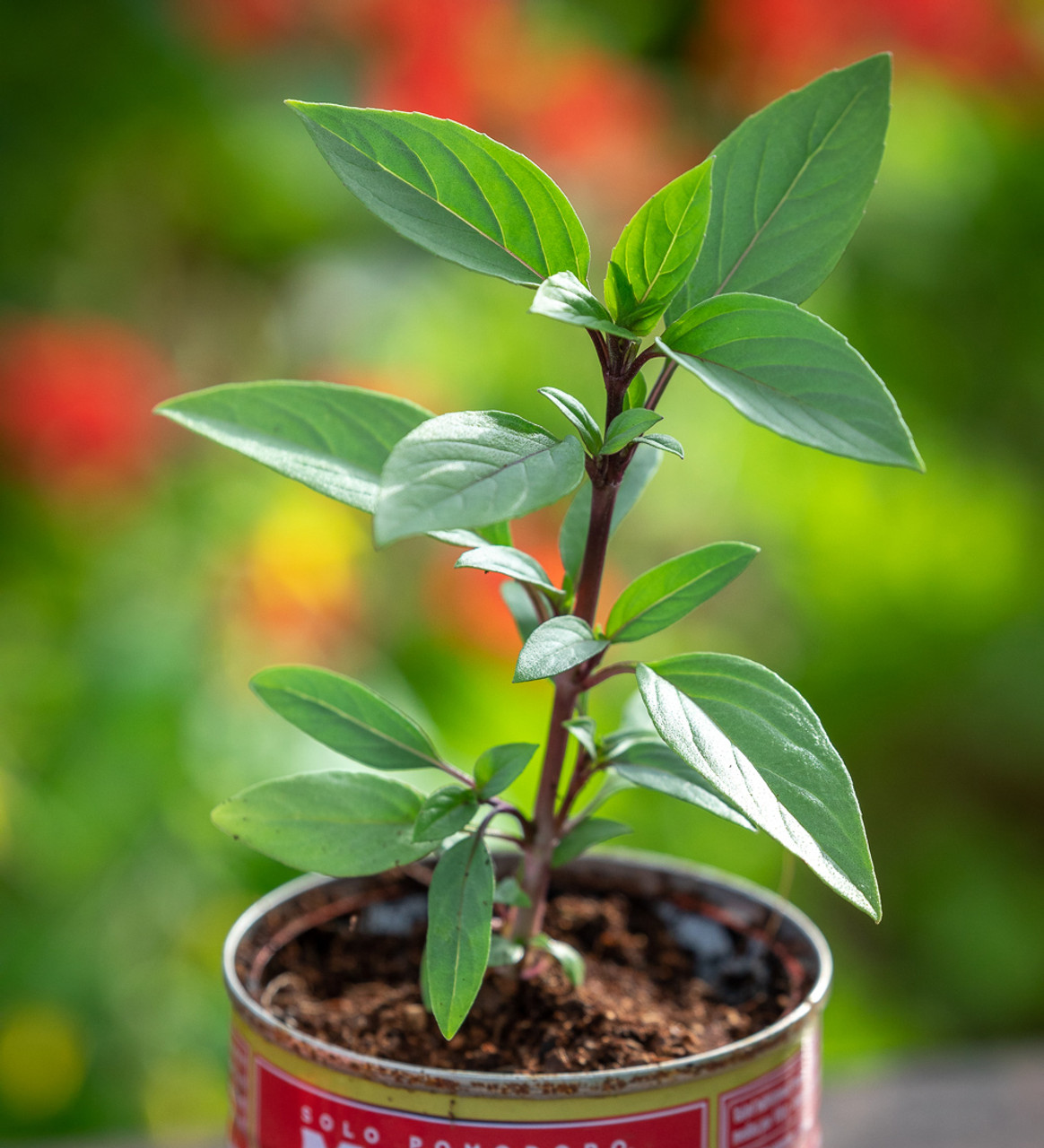 Buy Basil Queen of Sheba Ornamental Basil Sarah Raven