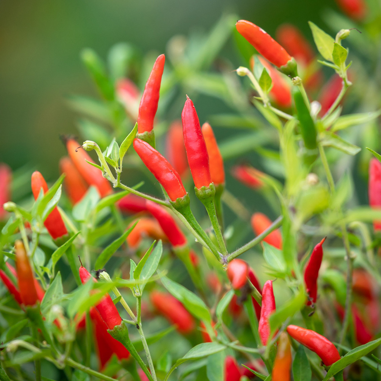 Buy Chilli Pepper 'Demon Red', Chilli Plants