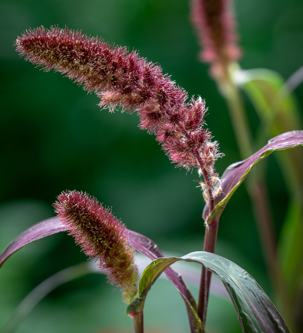 Millet des oiseaux Red Jewel