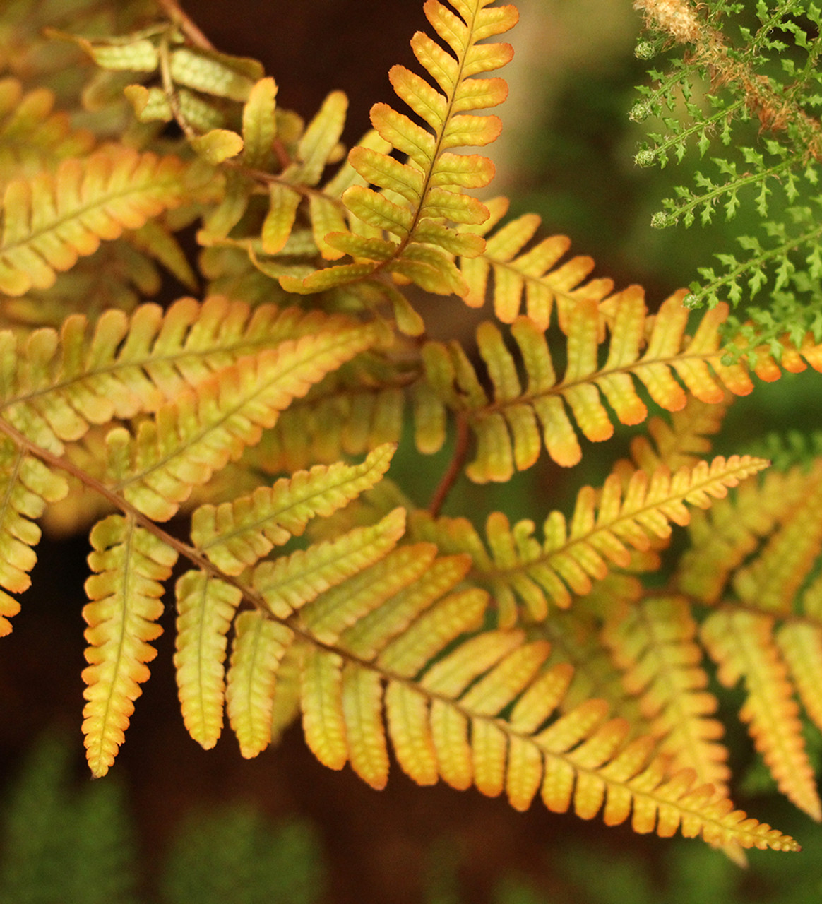 jurassic ferns