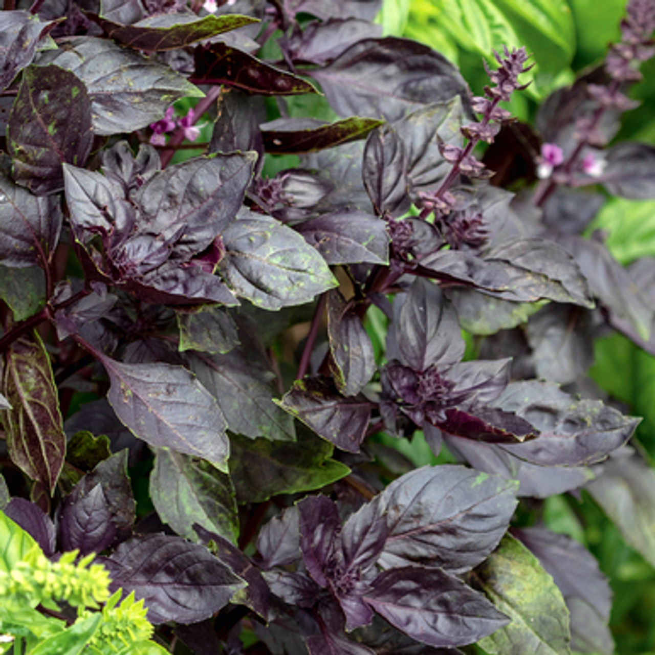 Buy Basil Red Rubin Red Basil Plants Seeds Sarah Raven