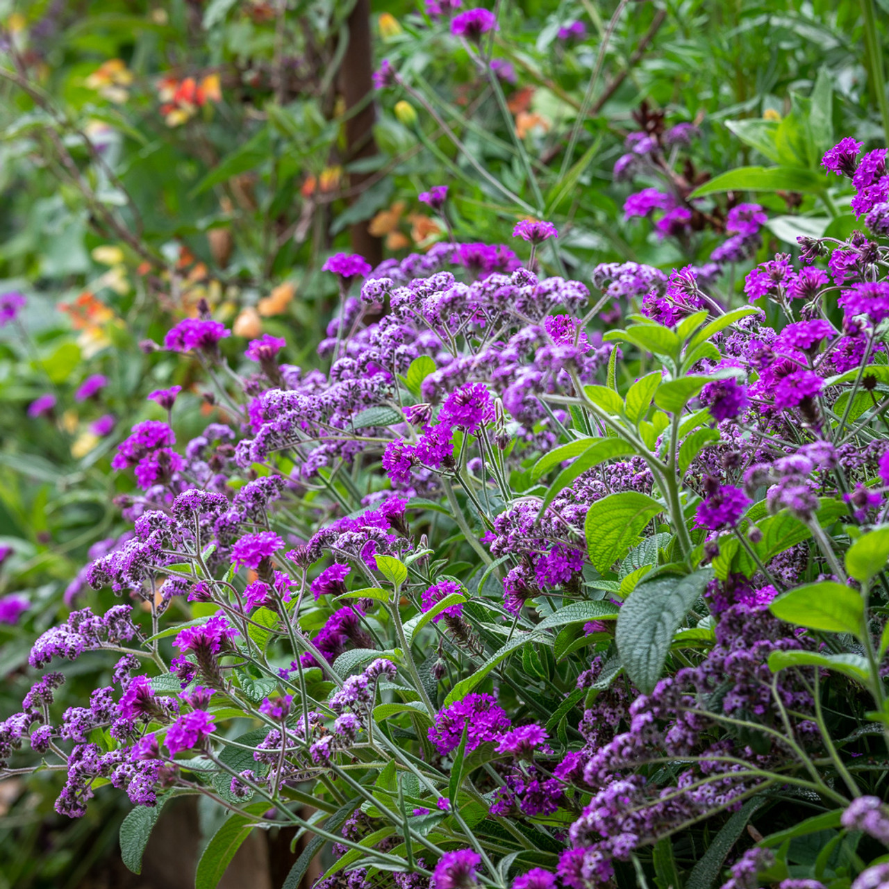 Image of Verbena companion plant for heliotrope