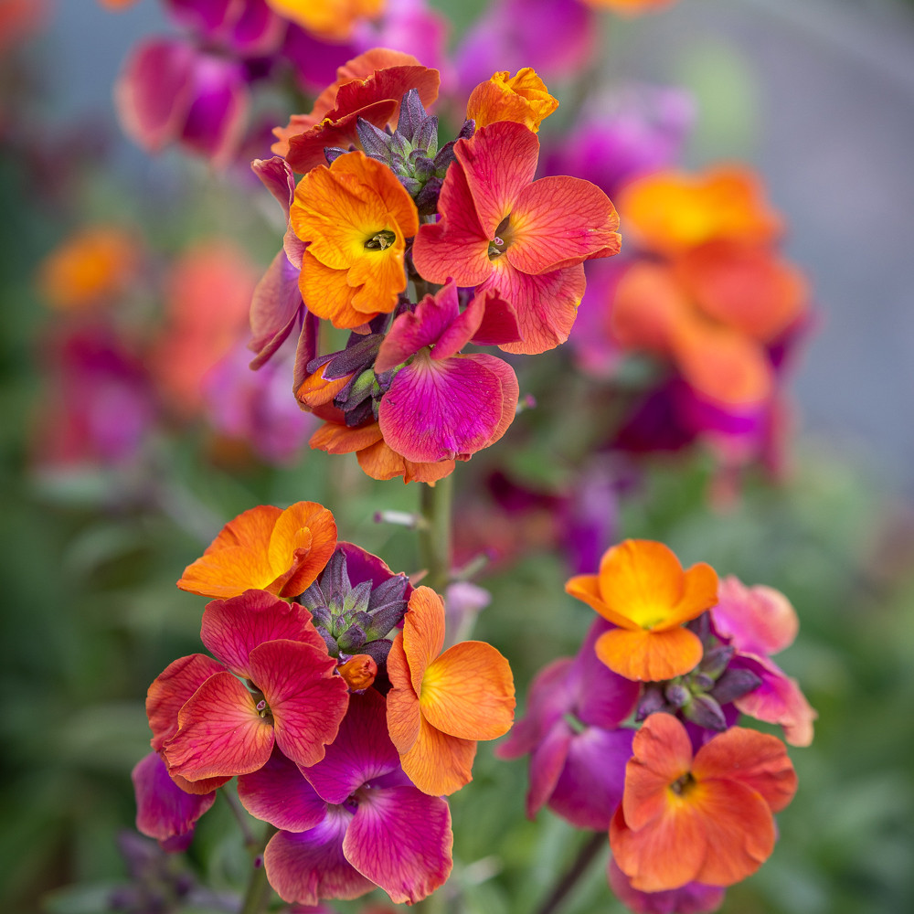 Buy Erysimum 'Winter Sorbet' Perennial Wallflowers Sarah Raven