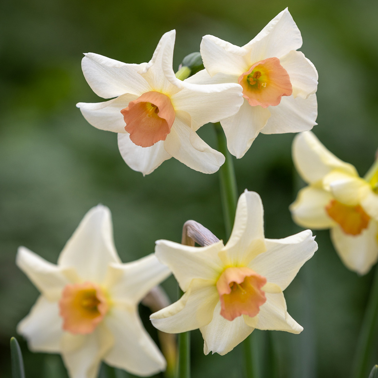 Buy Narcissus Cha Cha Dwarf Daffodil Bulbs Sarah Raven