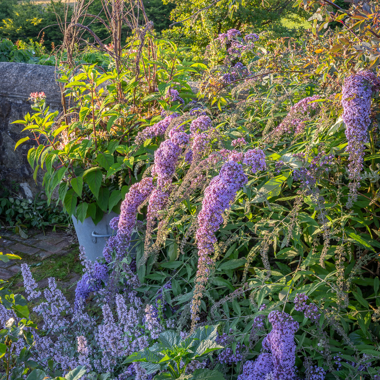 Image of Buddleia davidii, butterfly bush, honeysuckle companion plant