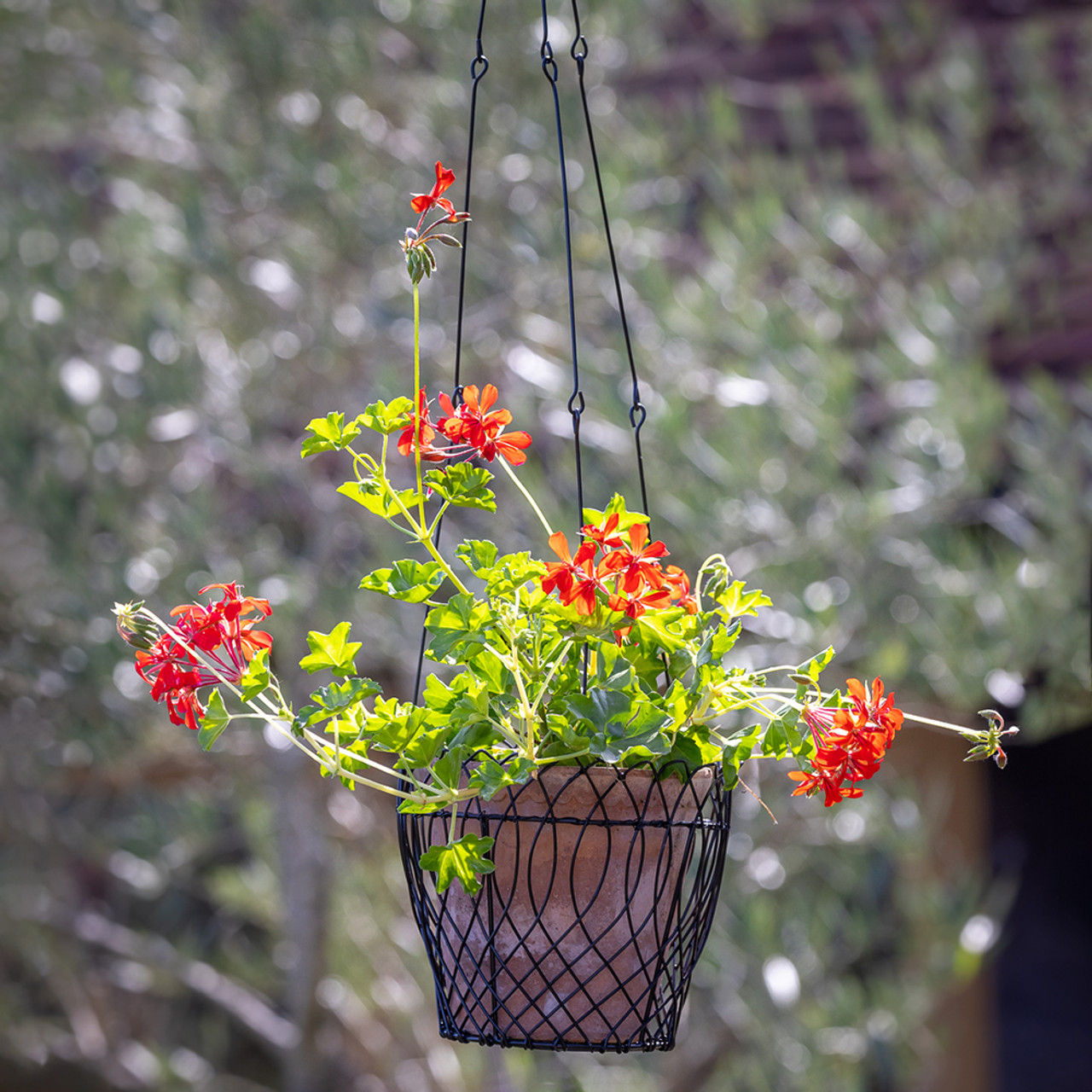 Ultimate Guide to Decorative Hanging Baskets: Transform Your Space