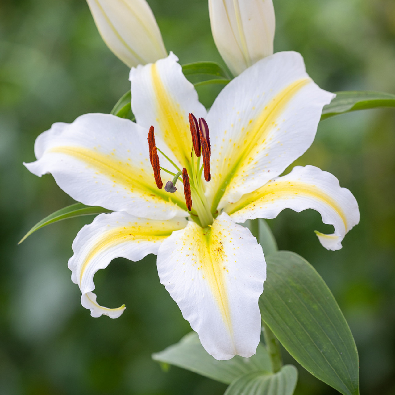 Buy Lilium 'Aubade' | White Tiger Lily | Sarah Raven