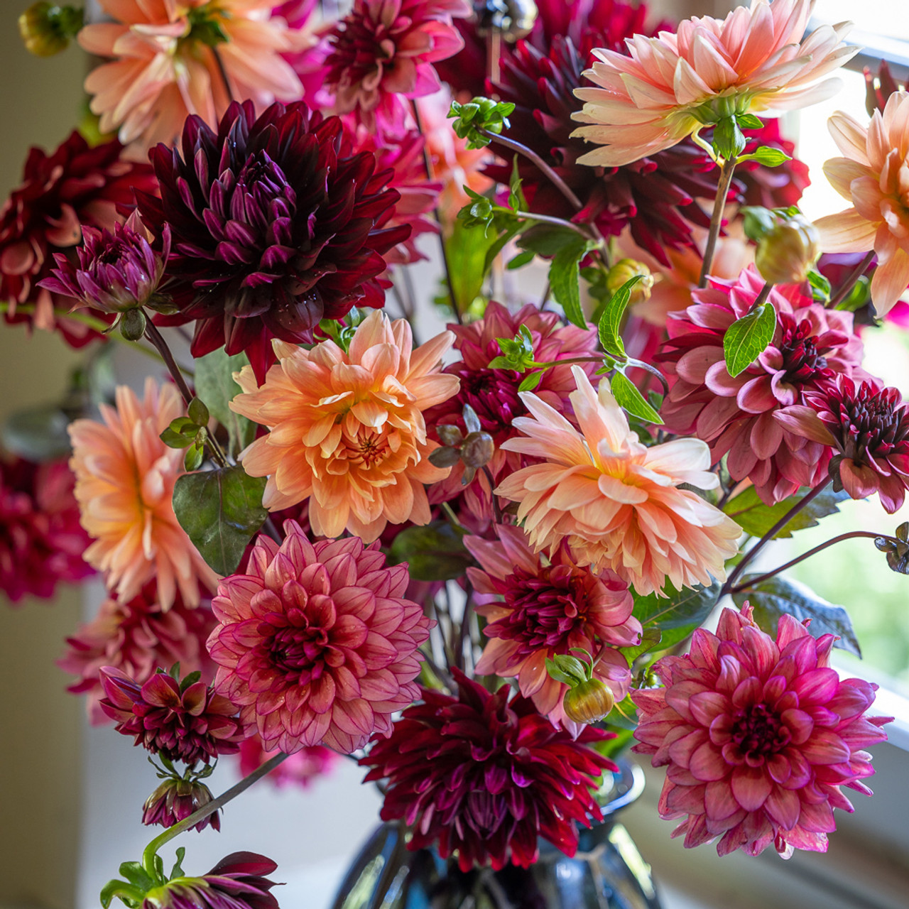 Buy Perfect Balance Dahlia Collection | Dark and Rich Dahlia