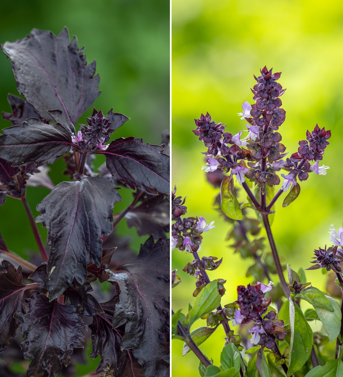 Buy Bags of Basil Collection 2 Basil Varieties Sarah Raven