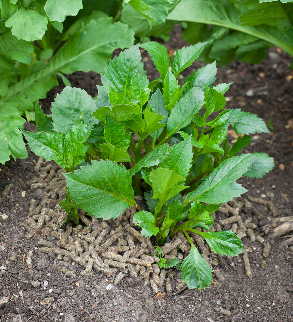 Buy Sarah Raven Wool Pellets Plant Protection Sarah Raven