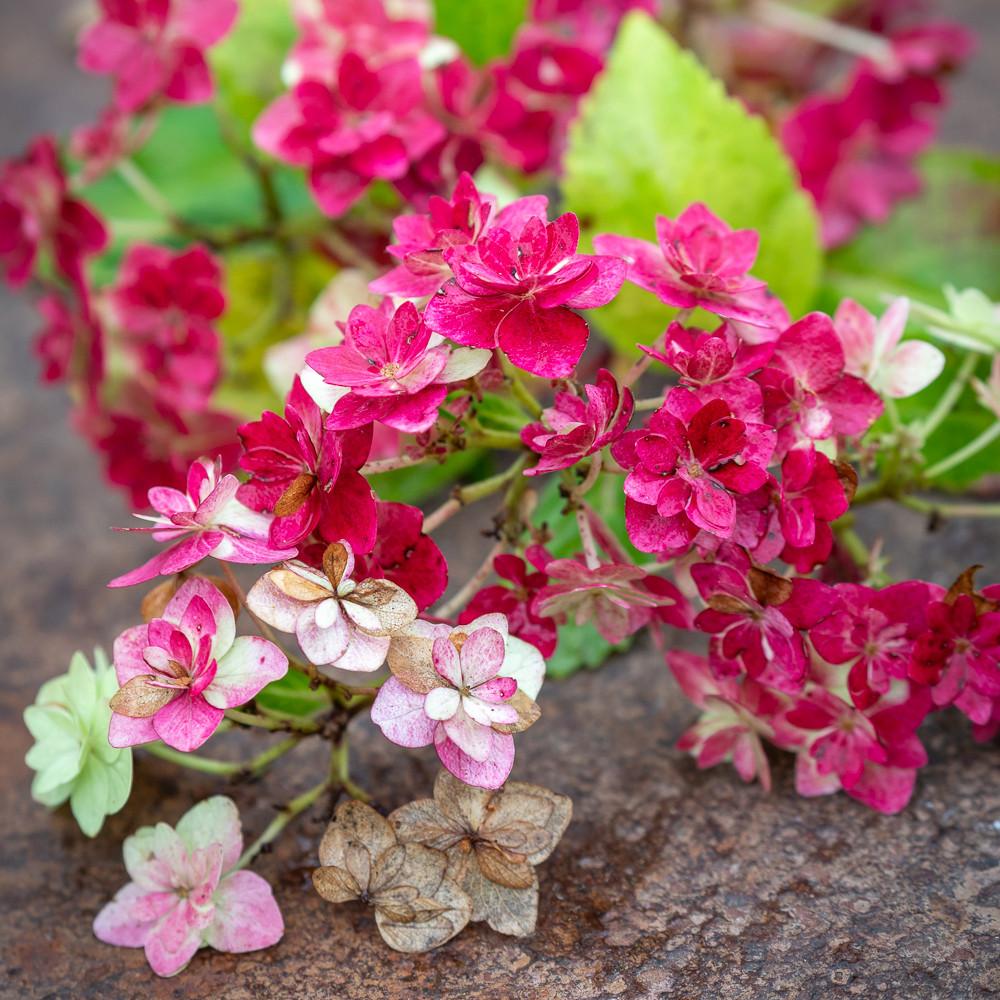 Buy Hydrangea macrophylla 'Wedding Gown' Lacecap Hydrangea Sarah Raven