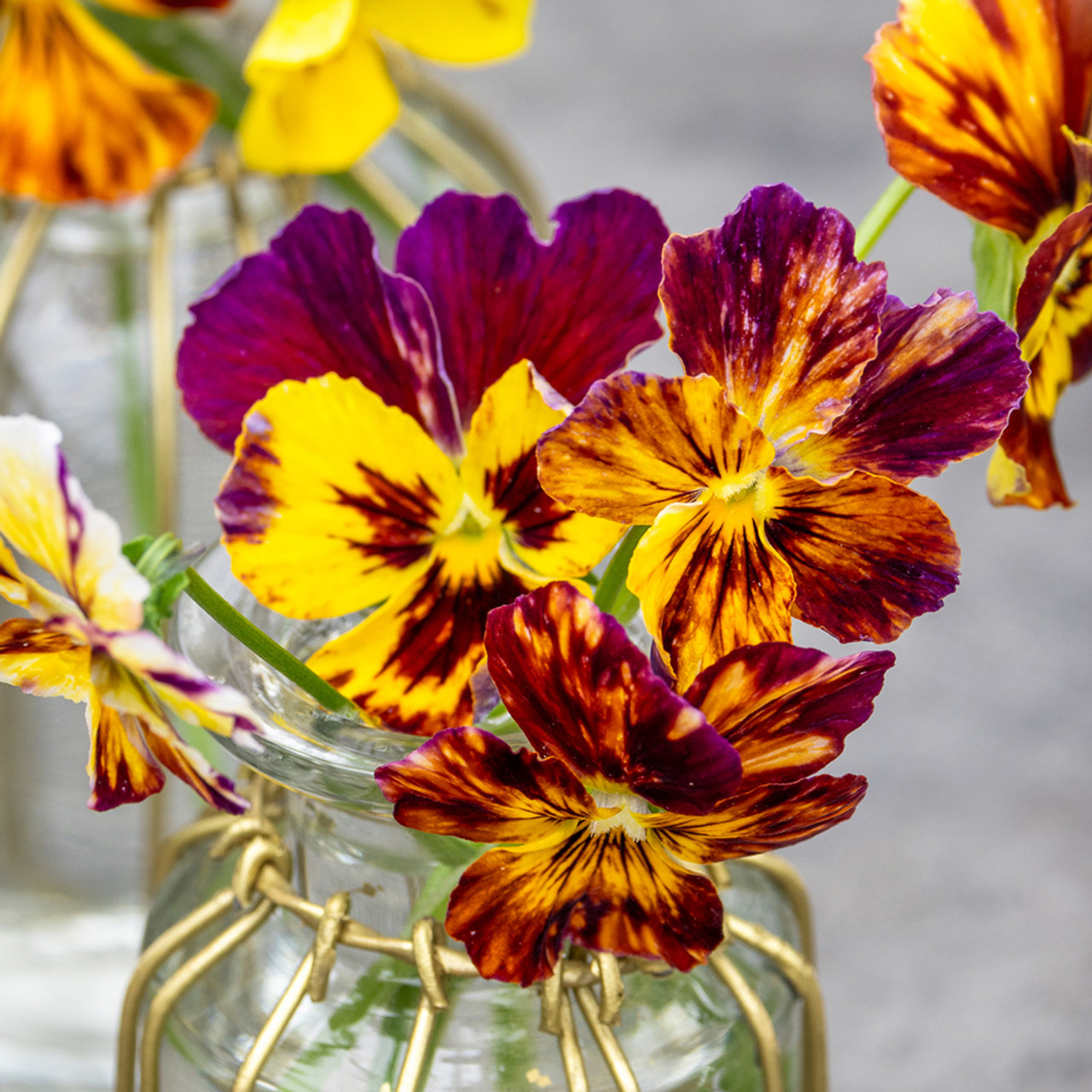 Buy Viola cornuta 'Brush Strokes' Viola Sarah Raven