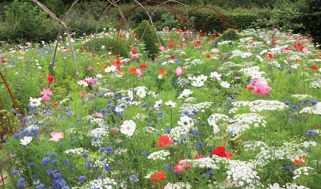 Meadow Mixes & Wildflower Seeds