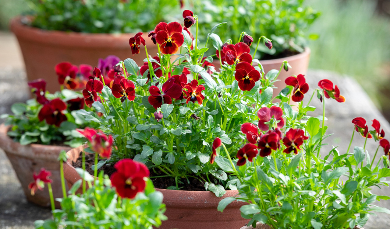 Container & Window Box Plants